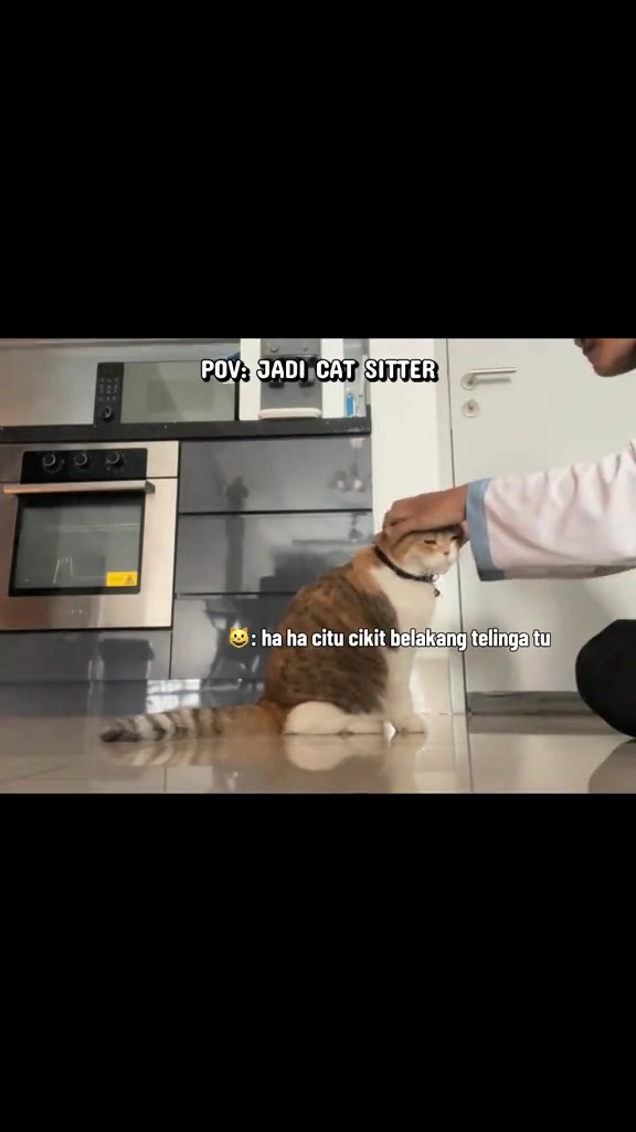 Tangan cat sitter mengusap kepala kucing calico yang duduk tenang di lantai dapur