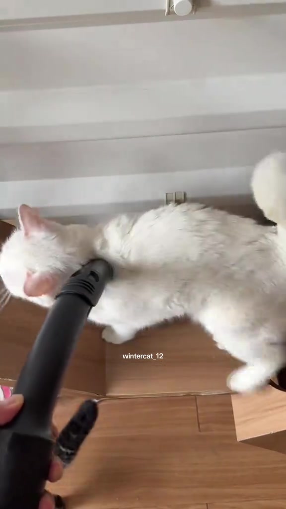 Muncung vacuum hitam menyentuh belakang kucing putih yang baring rileks atas kotak kadbod, tangan pemilik memegang tiub vacuum