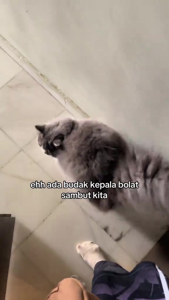Kucing bulu kelabu menyambut tetamu di pintu sambil kaki cat sitter kelihatan di lantai