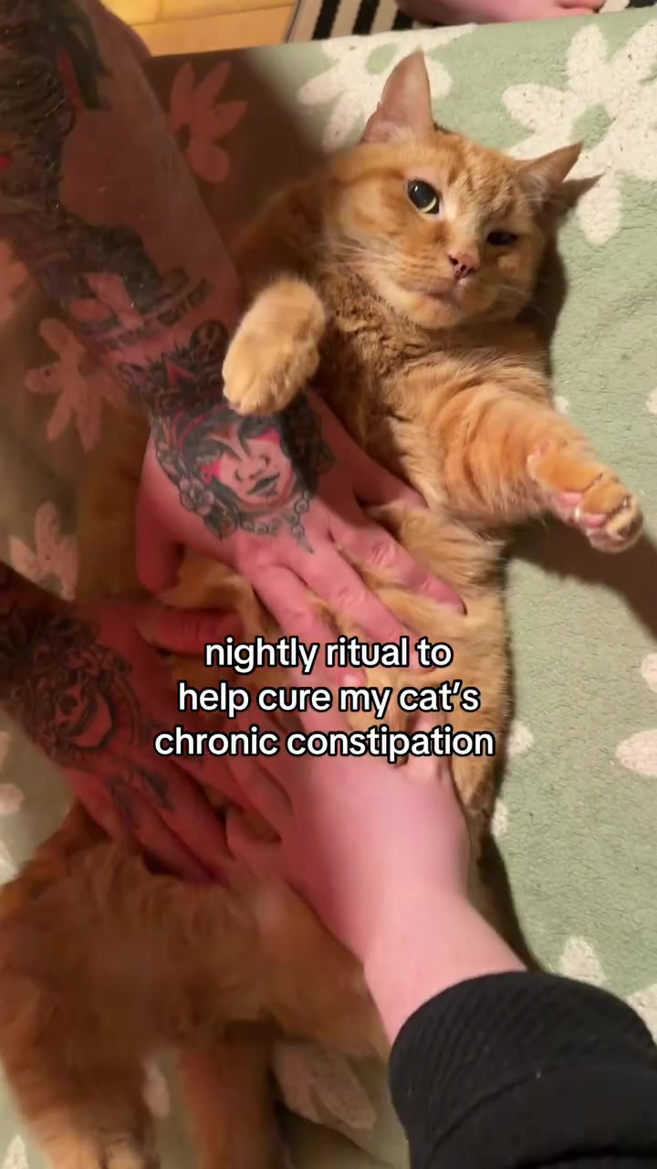 Kucing oren baring terlentang atas selimut hijau sambil tangan pemilik mengurut perutnya