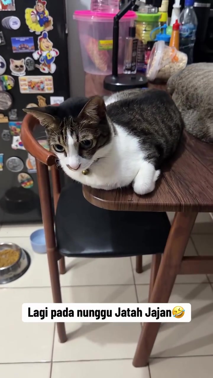 Kucing tabby putih berbuntang di atas kerusi kayu sambil menunggu jatah jajan, dengan mangkuk makanan kelihatan di lantai
