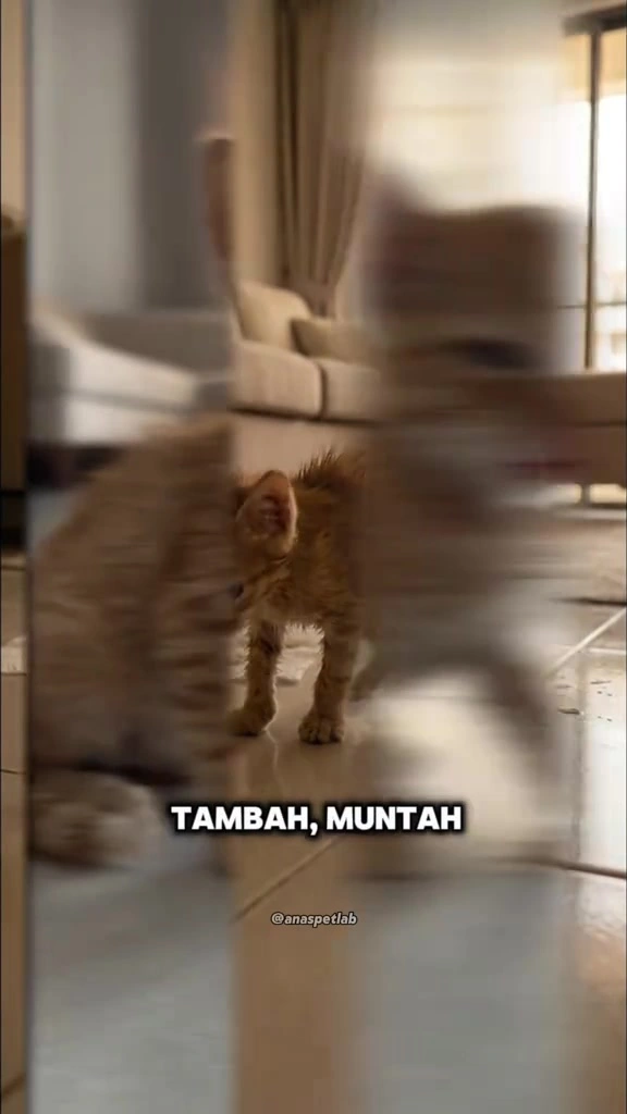 Kucing cirit-birit: cara saya beza punca, apa saya buat 24 jam pertama, dan tanda wajib lari ke vet