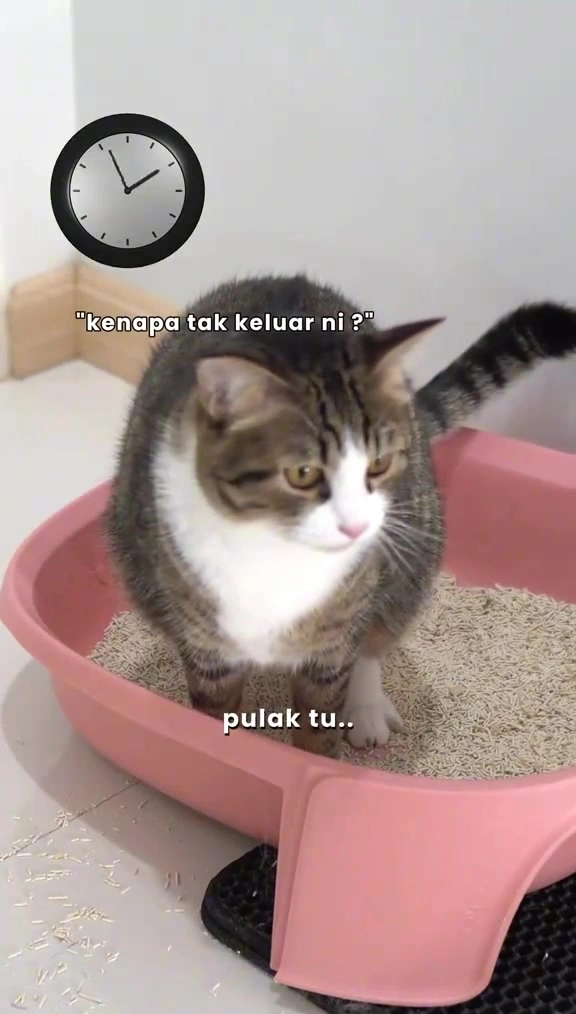 Kucing sembelit: cara saya beza 'tak berak dua hari' dengan tanda bahaya, dan apa saya buat dalam 48 jam pertama
