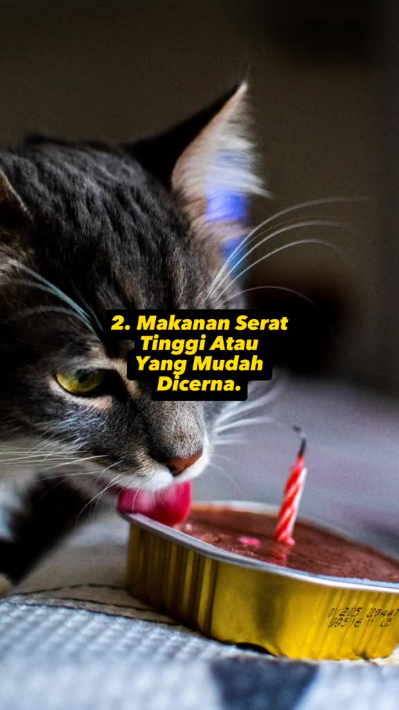 Kucing tabby menjilat makanan basah dari bekas aluminium kecil