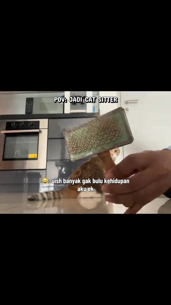 Tangan memegang berus slicker yang penuh bulu kucing selepas menyikat kucing semasa lawatan