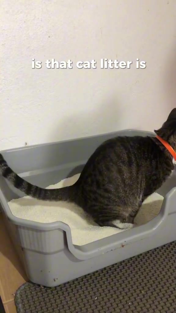 Kucing belang menungkup dalam kotak pasir kelabu berisi pasir putih, posisi meneran