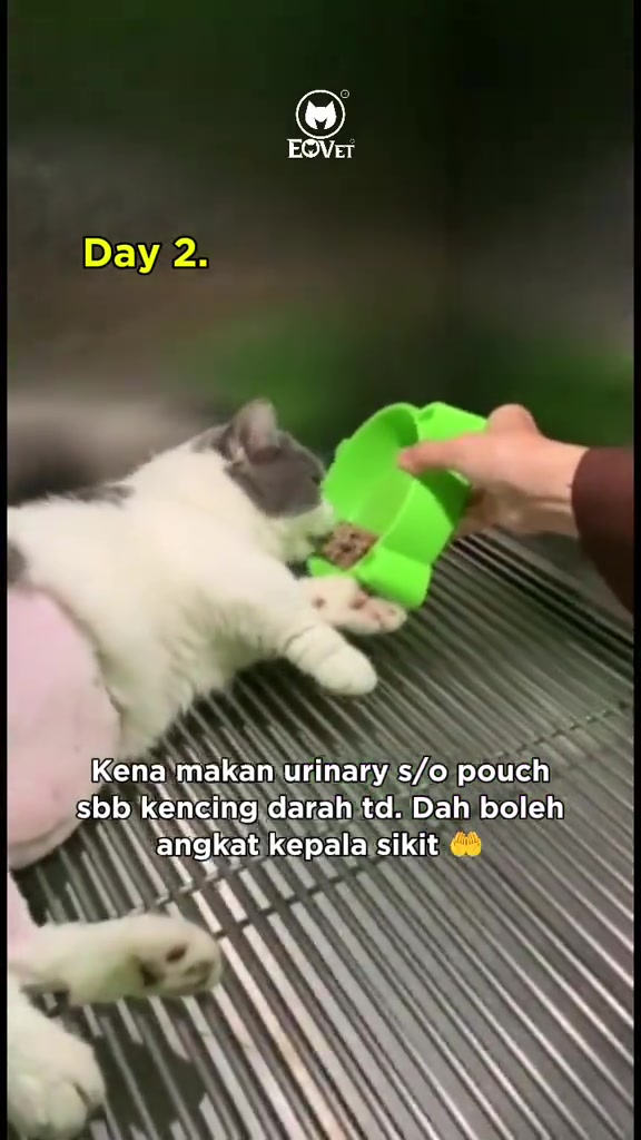 Kucing putih kelabu baring di kandang klinik sambil makan dari mangkuk hijau yang dipegang tangan