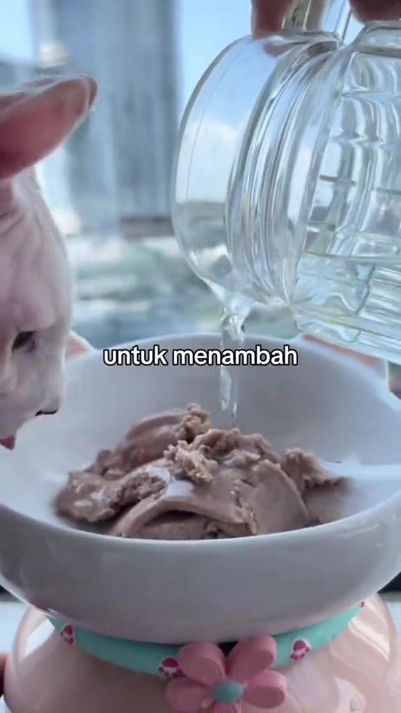 Tangan menuang air dari jag kaca ke dalam mangkuk putih berisi wet food, kucing meninjau dari tepi