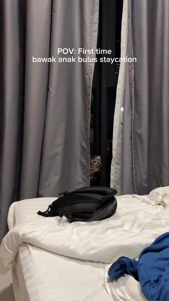 Kucing berbelang menjenguk dari celah langsir bilik hotel pada waktu malam, dengan beg galas hitam atas katil di hadapan