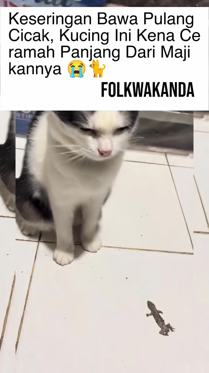 Kucing hitam putih duduk di lantai jubin dengan bangkai cicak di depannya