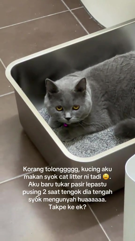 Seekor kucing kelabu baring dalam kotak pasir stainless steel sambil memandang kamera, dengan teks bertanya sama ada kucingnya okey selepas mengunyah cat litter