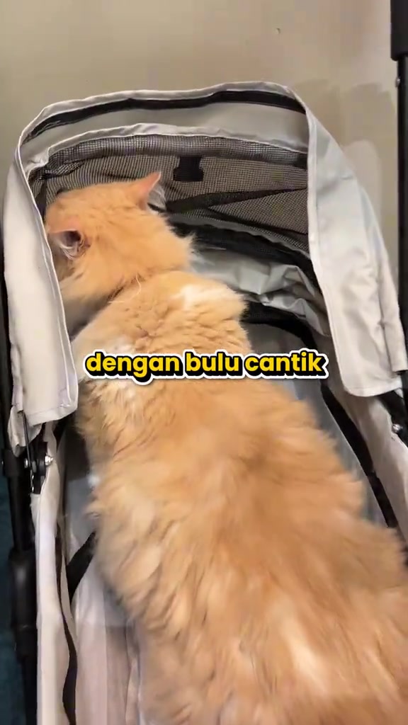 Kucing berbulu krim panjang duduk di dalam stroller haiwan berwarna kelabu