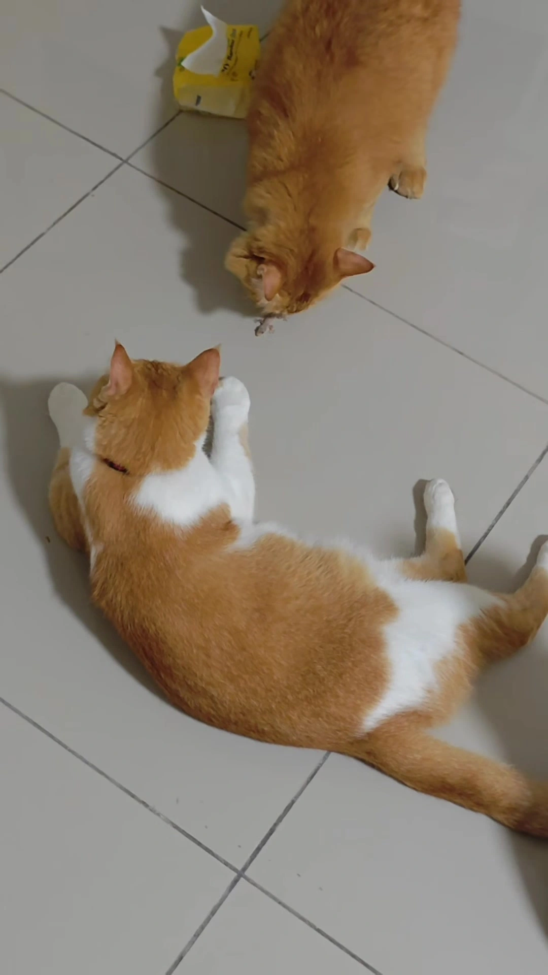 Kucing makan cicak: bahaya ke untuk kucing indoor, tanda pantau 24-48 jam, dan rutin saya di apartment KL
