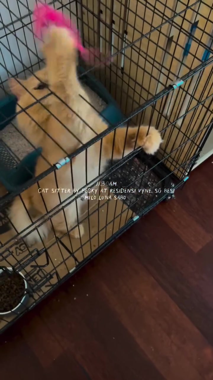 Kucing krim dalam sangkar bermain mainan bulu merah jambu semasa lawatan cat sitter, dengan cop masa 11:30 pagi
