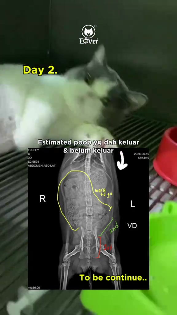 Imej X-ray abdomen kucing dengan bulatan kuning menandakan najis tertahan, kucing baring di belakangnya