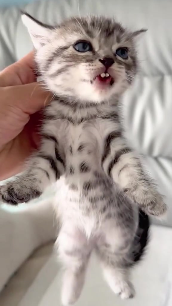 Seekor kitten kelabu berbelang dipegang dari bawah dengan mulut terbuka menampakkan gigi kecilnya