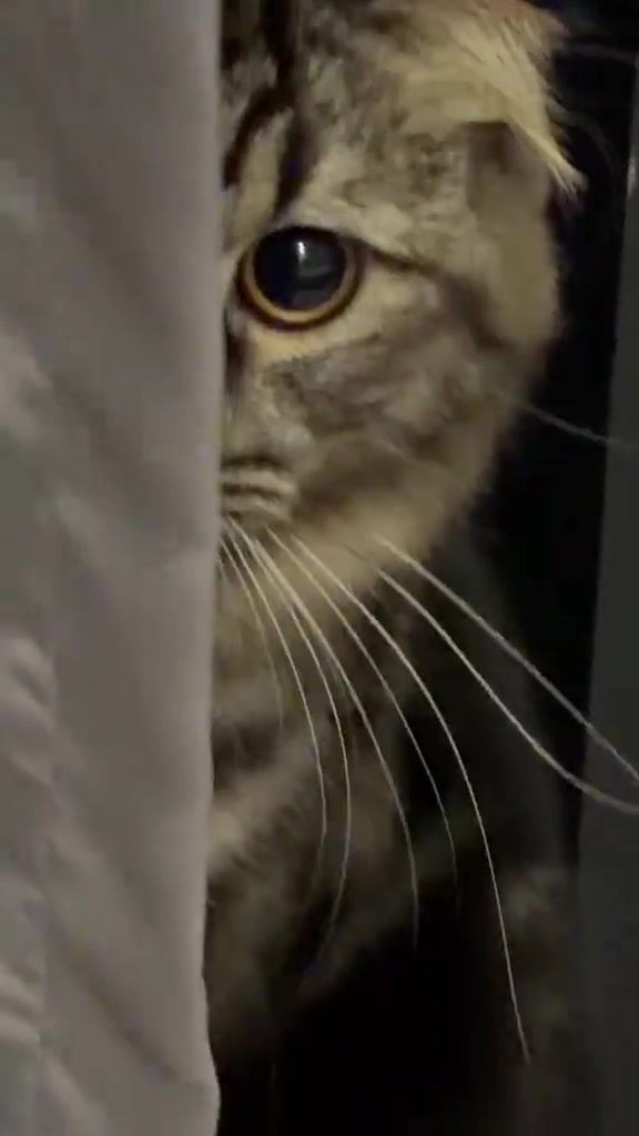 Kucing berbelang tabby menjenguk dari celah langsir dengan mata terbuntang, badan menyorok di belakang kain