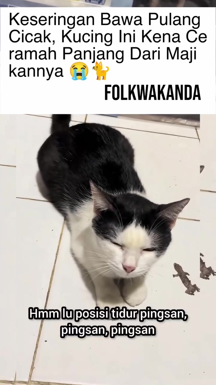 Kucing hitam putih berjalan di lantai jubin dengan dua bangkai cicak di sebelahnya