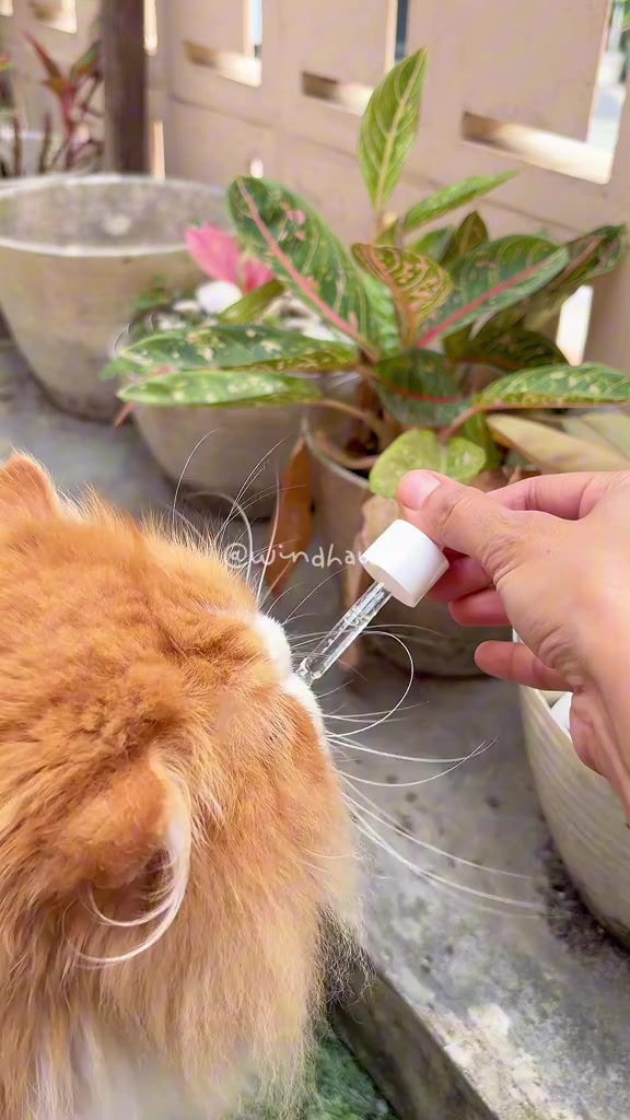 Tangan menitikkan suplemen cecair guna penitis ke arah muka kucing berbulu oren panjang