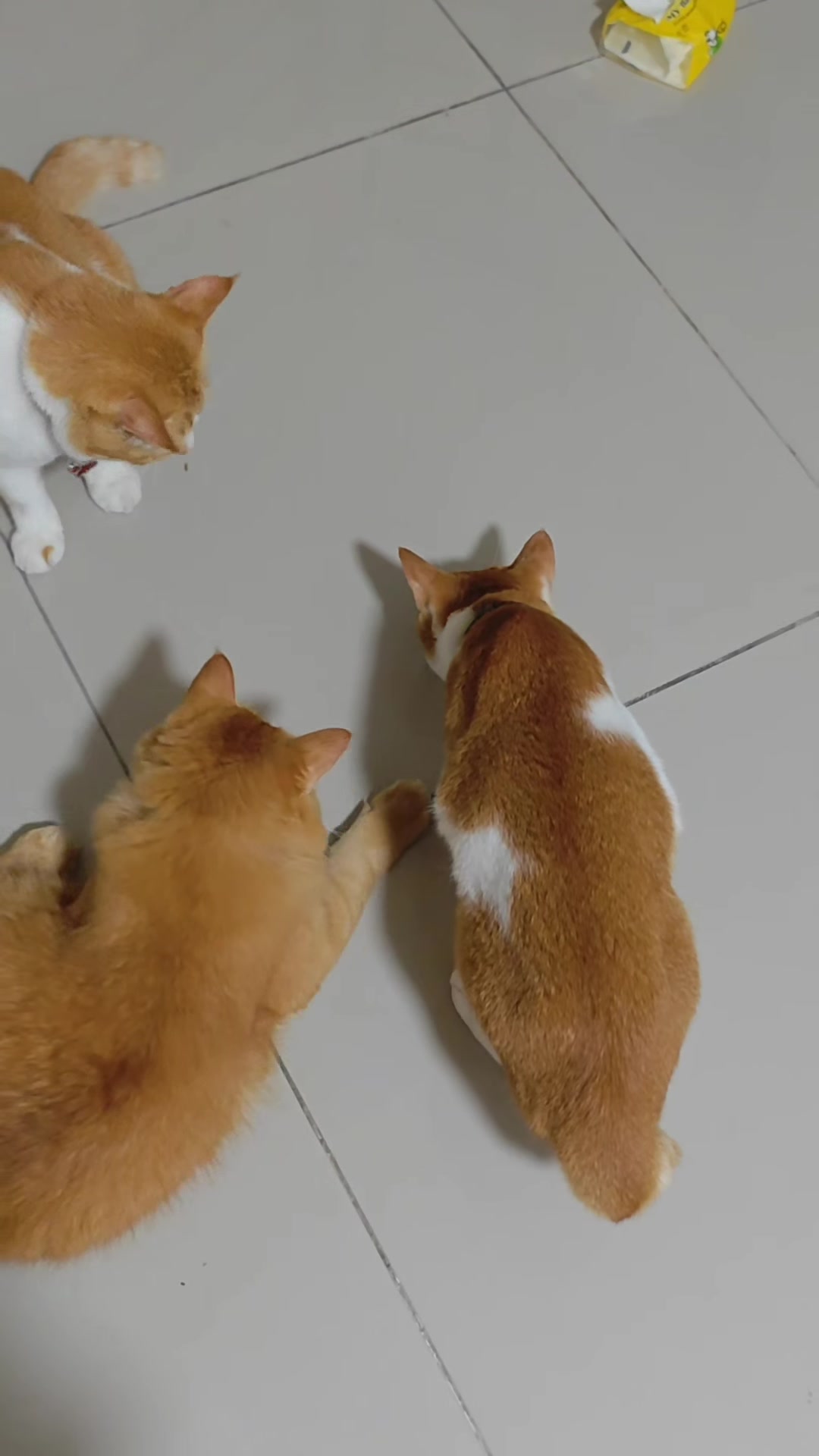 Tiga kucing oren mengelilingi dan memandang sesuatu yang kecil di lantai jubin