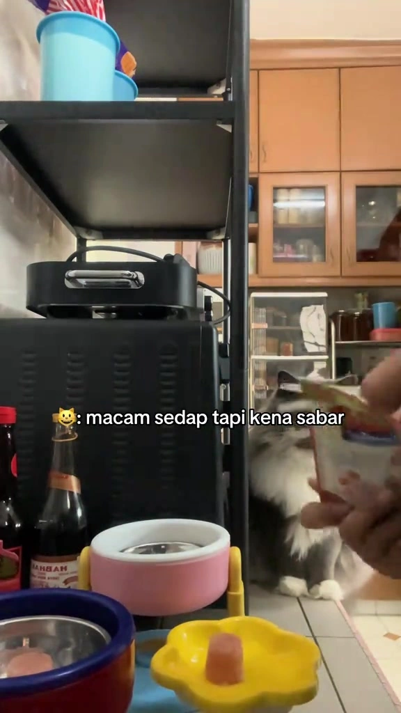 Cat sitter rumah di KL: harga RM satu lawatan, apa dia buat dalam rumah, dan cara saya sediakan dua majikan