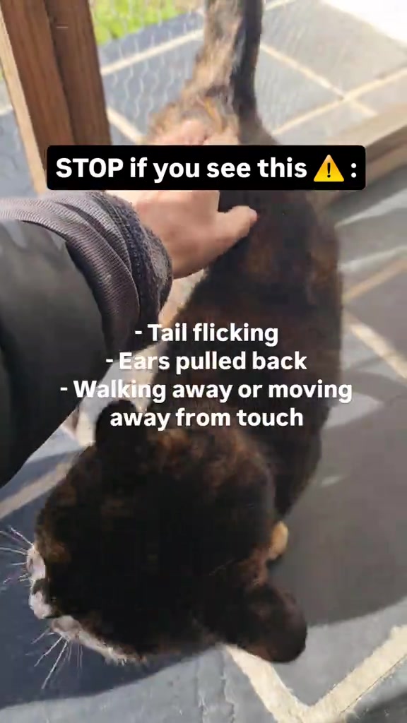 Tangan mengusap belakang kucing tortoiseshell dengan senarai tanda tidak selesa: ekor merentak, telinga ke belakang, menjauh dari sentuhan