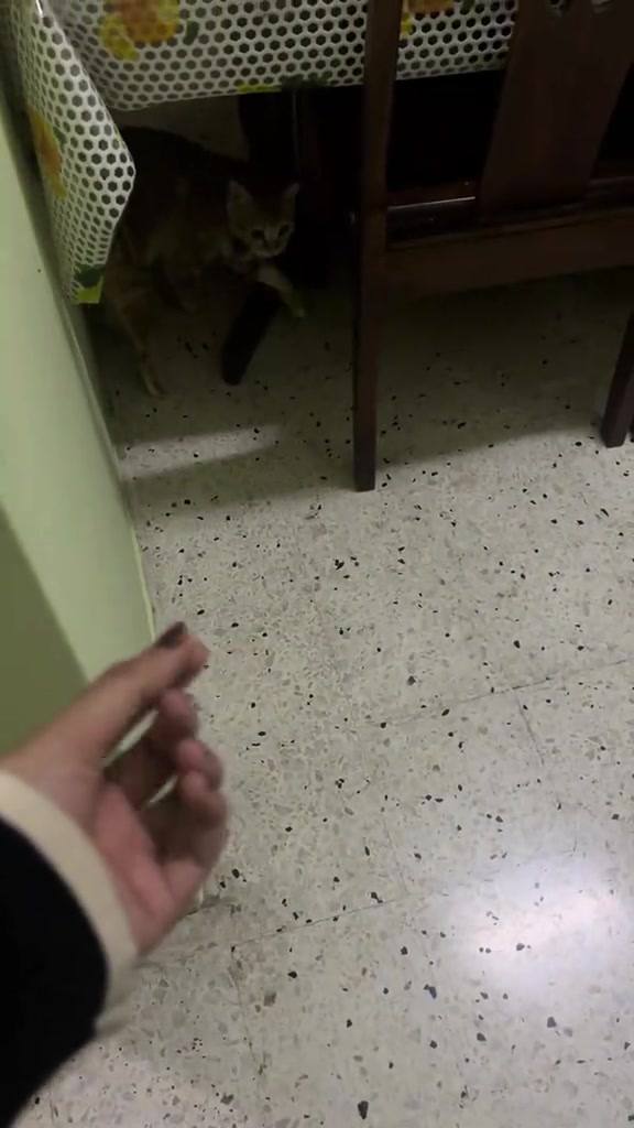 Kucing oren menyorok bawah meja sambil tangan manusia menghulur perlahan dari jauh