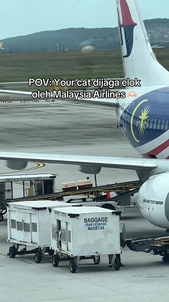 Kontena bagasi berventilasi di apron sebelah pesawat Malaysia Airlines, tempat haiwan hidup menunggu untuk dimuatkan