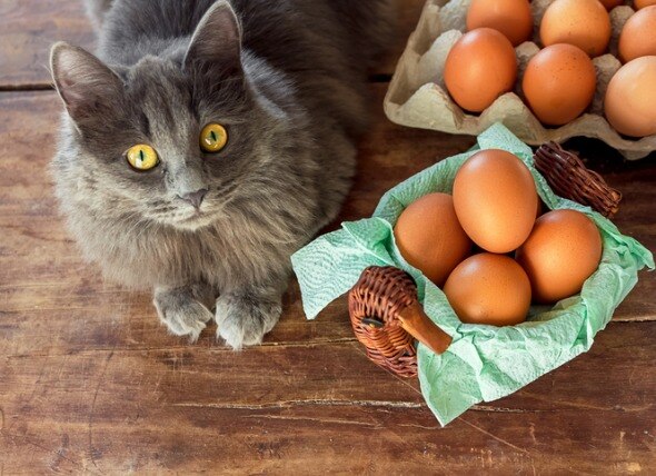 Kucing bulu kelabu duduk di tepi bakul telur ayam mentah atas meja kayu