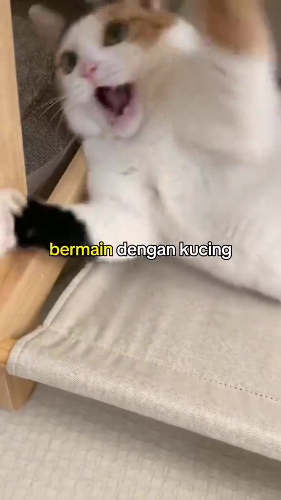 Kucing putih oren terbaring atas katil kucing kain sambil bermain dan menguap