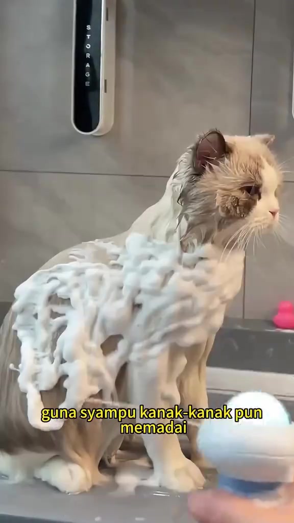 Kucing berbulu panjang penuh buih syampu semasa mandi di bilik air