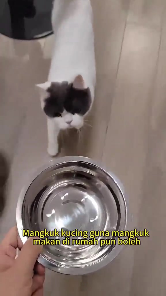 Kucing putih berkepala hitam berjalan ke arah mangkuk stainless steel yang dipegang tangan