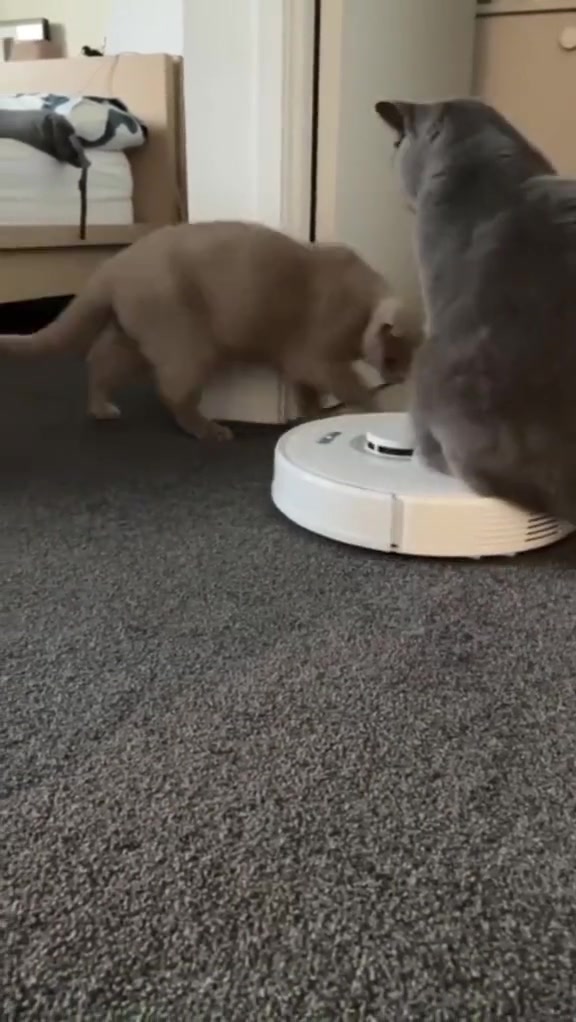 Kucing kelabu duduk atas robot vacuum putih sambil kucing krim menghidu bahagian tepi mesin di atas permaidani kelabu