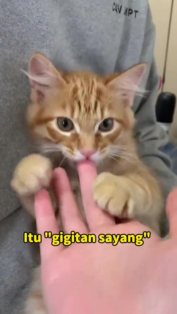 Kucing gigit tangan: kenapa dua majikan saya gigit, tanda amaran sebelum kena, dan bila luka wajib jumpa doktor