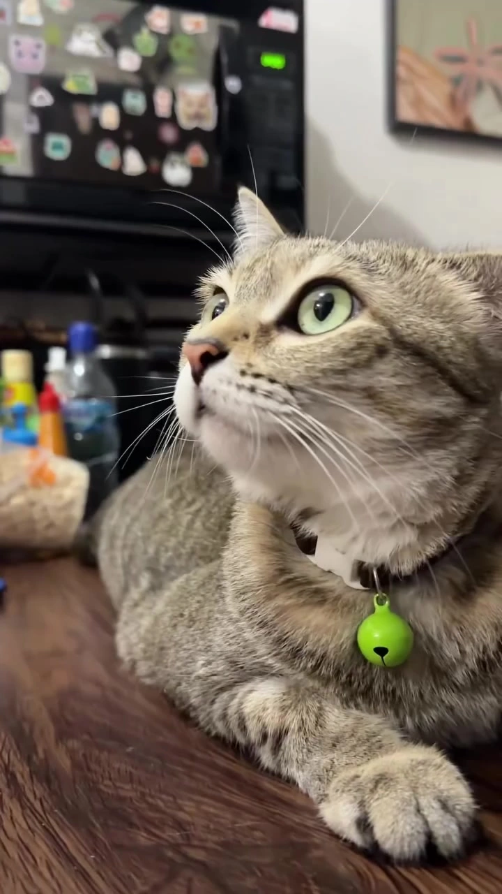 Bajet bulanan dua kucing di apartment KL: kiraan RM saya item demi item, dan mana yang saya potong dulu bila duit ketat