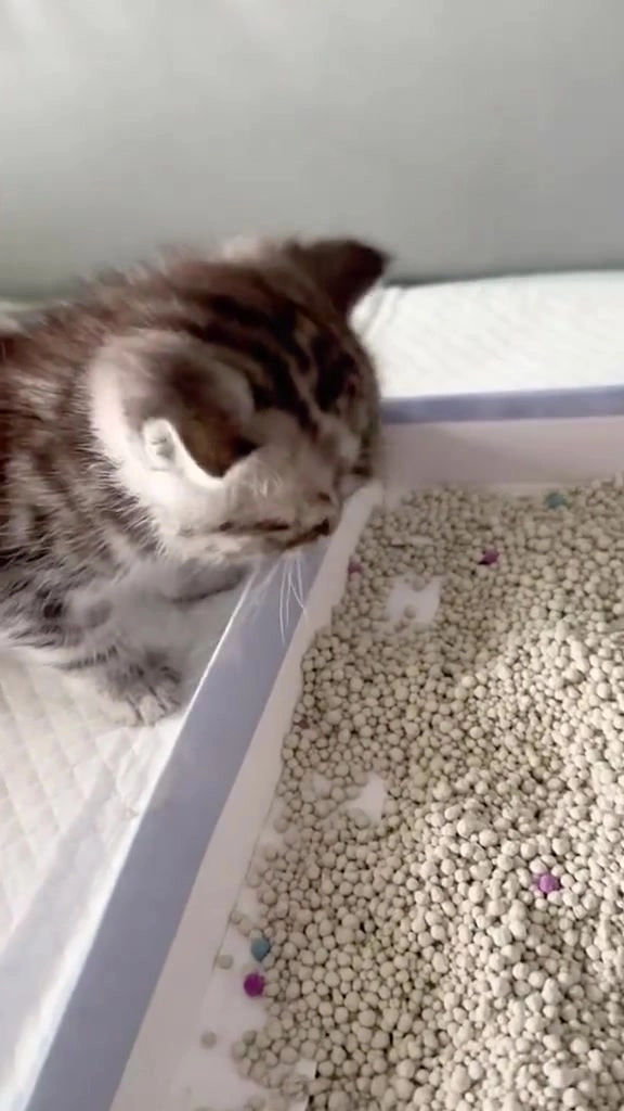 Kucing makan pasir kucing: bahaya ke untuk dua majikan saya, kenapa jadi, dan apa yang saya buat lepas tangkap basah