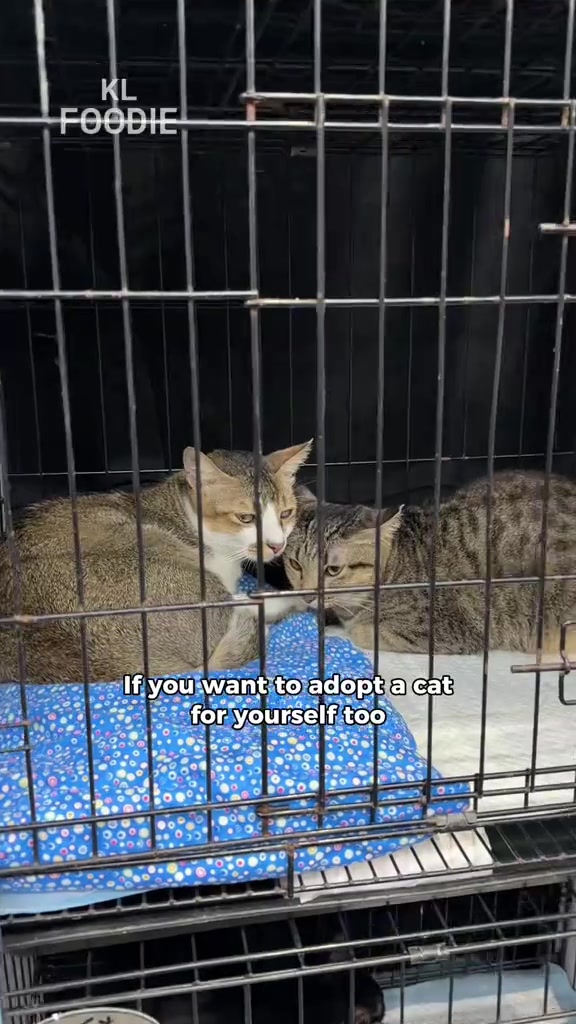 Dua ekor kucing tabby berdampingan dalam sangkar adopsi berlapis kain biru di acara kucing