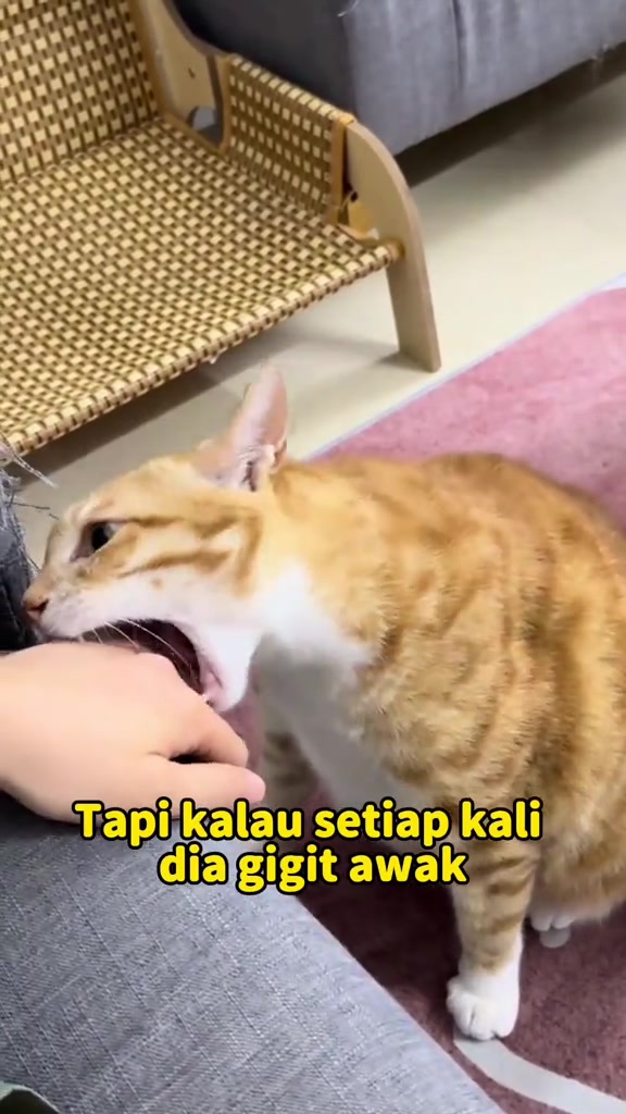 Kucing oren putih membuka mulut atas tangan manusia di tepi sofa kelabu