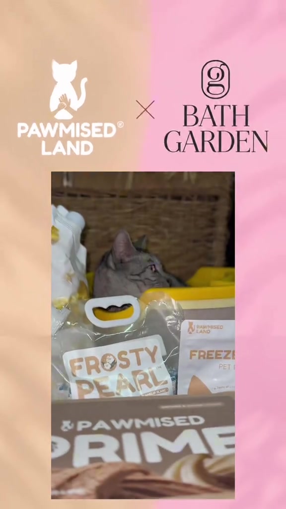 Kucing kelabu menjenguk dari celah beg produk kucing, macam kucing penakut yang sedang menilai keadaan