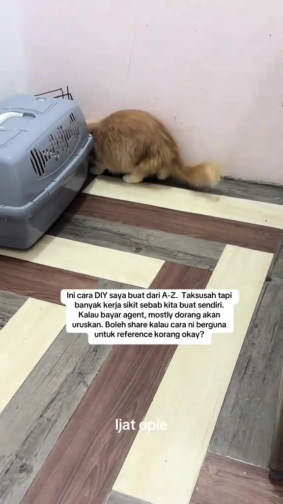 Kucing oren menghidu crate hard-shell kelabu yang dibiarkan terbuka di lantai rumah sebagai latihan sebelum terbang