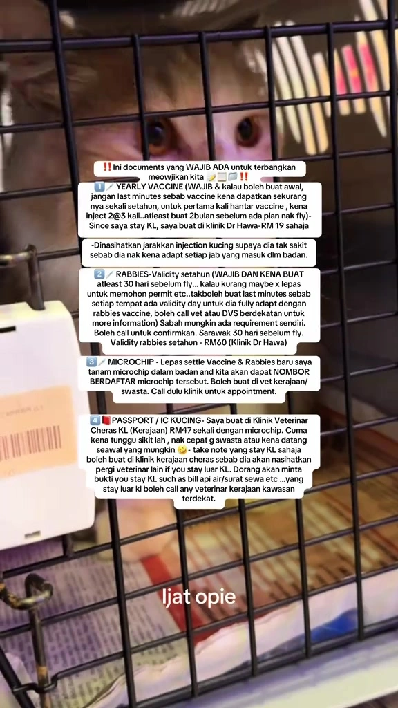 Bawa kucing naik kapal terbang di Malaysia: kabin vs kargo, dokumen MAQIS, dan kos RM untuk dua majikan saya