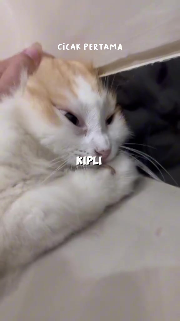 Kucing putih krim memegang cicak kecil dekat mulut dan kaki depannya
