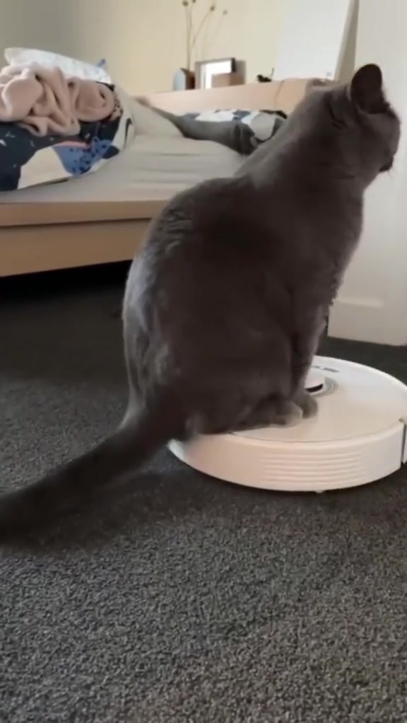 Kucing takut vacuum: punca, cara saya latih dua majikan, dan robot vacuum berbaloi dalam RM