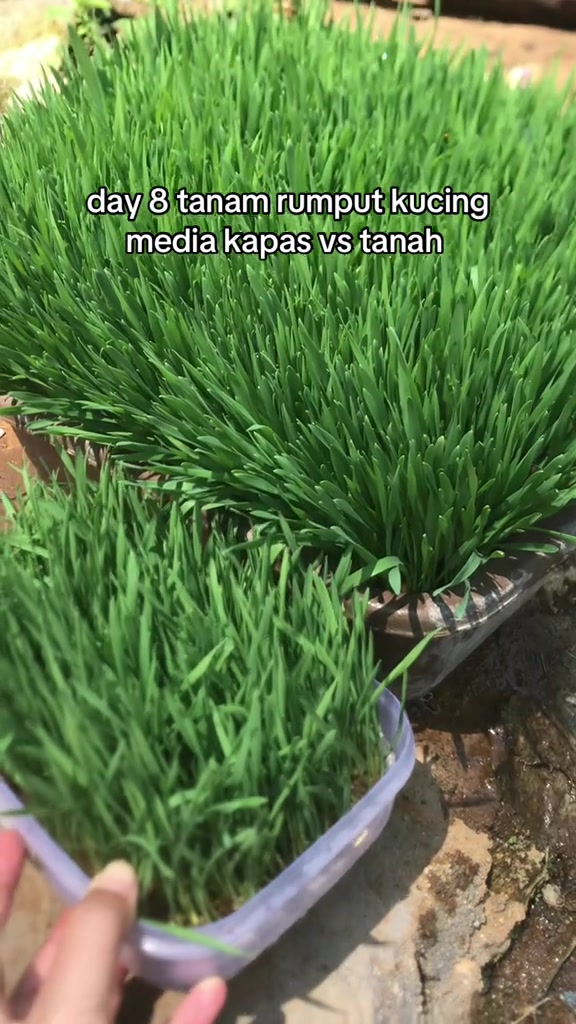 Dua bekas rumput kucing sebelah-menyebelah dengan ketinggian berbeza untuk perbandingan media semaian, satu dipegang tangan