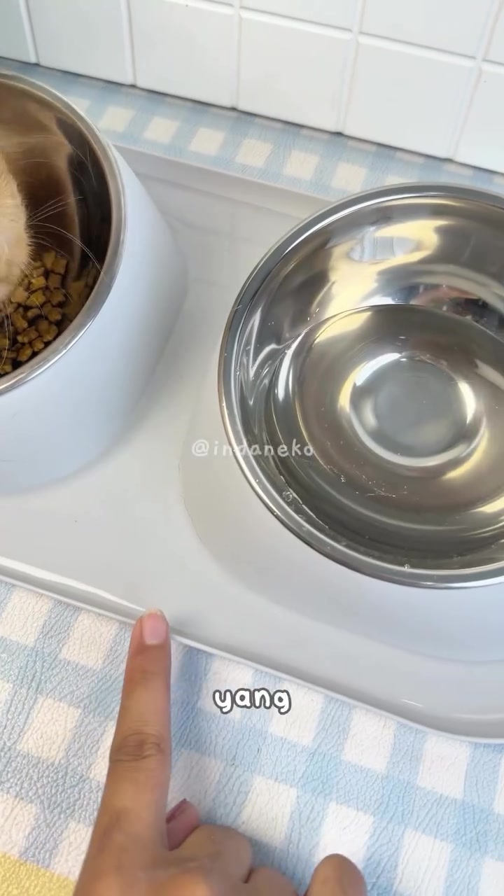 Mangkuk berkembar stainless steel, satu berisi kibbles dan satu berisi air, atas alas putih