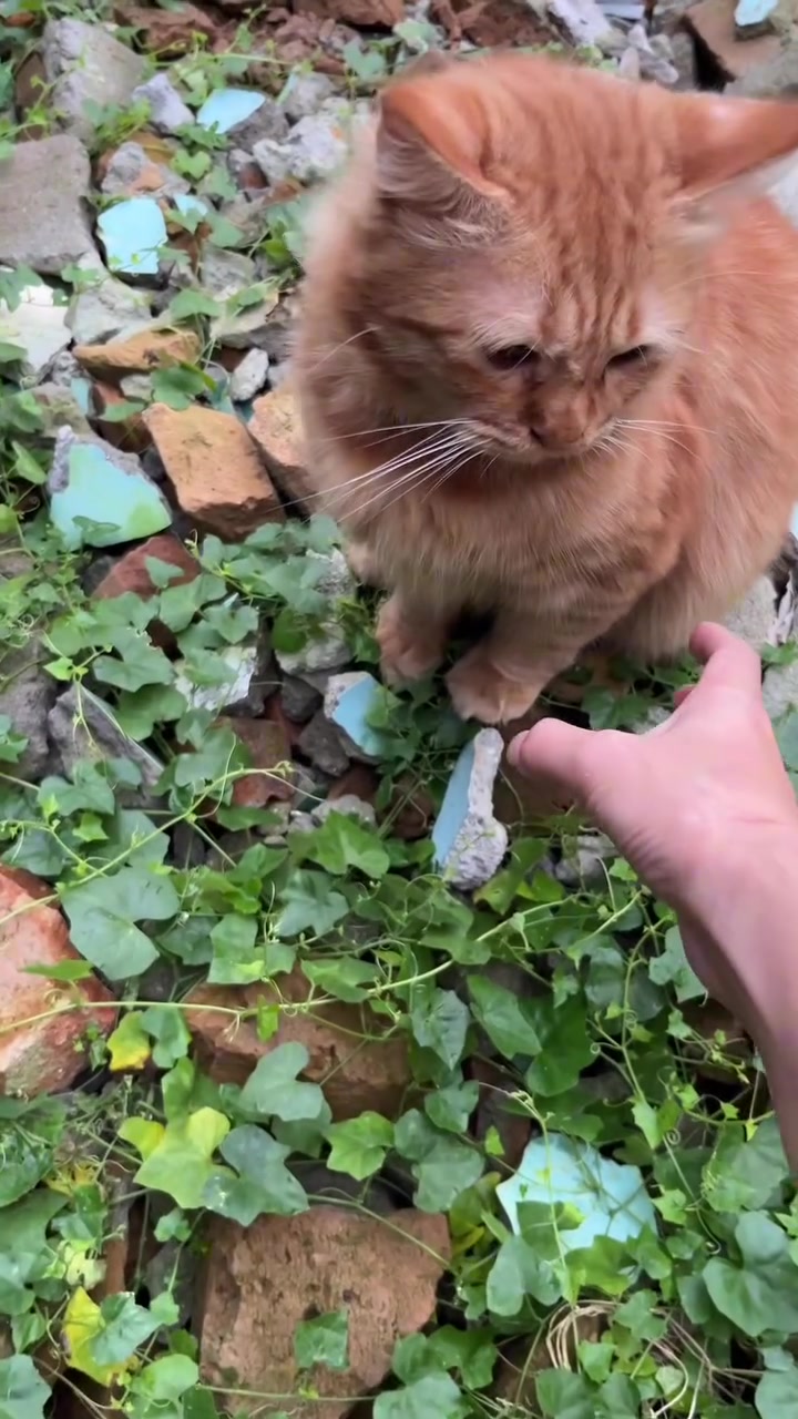 Kucing oren duduk atas tanah berbatu bertumbuhan liar sementara tangan manusia menghulur ke arahnya