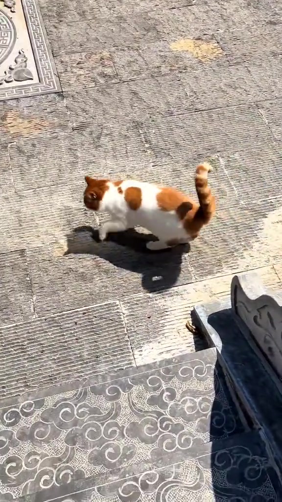 Kucing oren dan putih berjengkit-jengkit atas lantai batu yang panas tengah hari