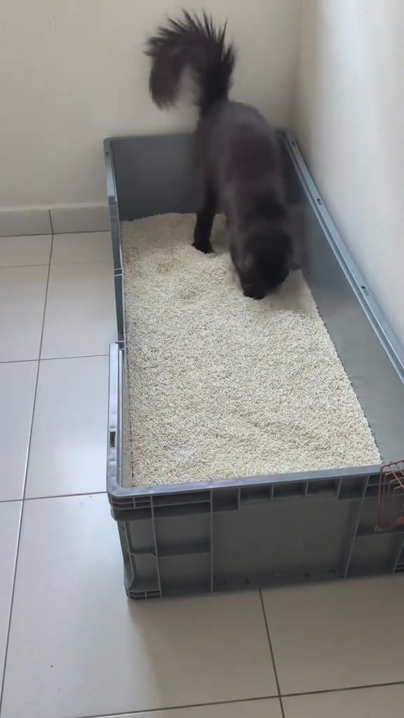 Kucing bulu hitam berdiri dalam kotak plastik kelabu besar berisi pasir bersih