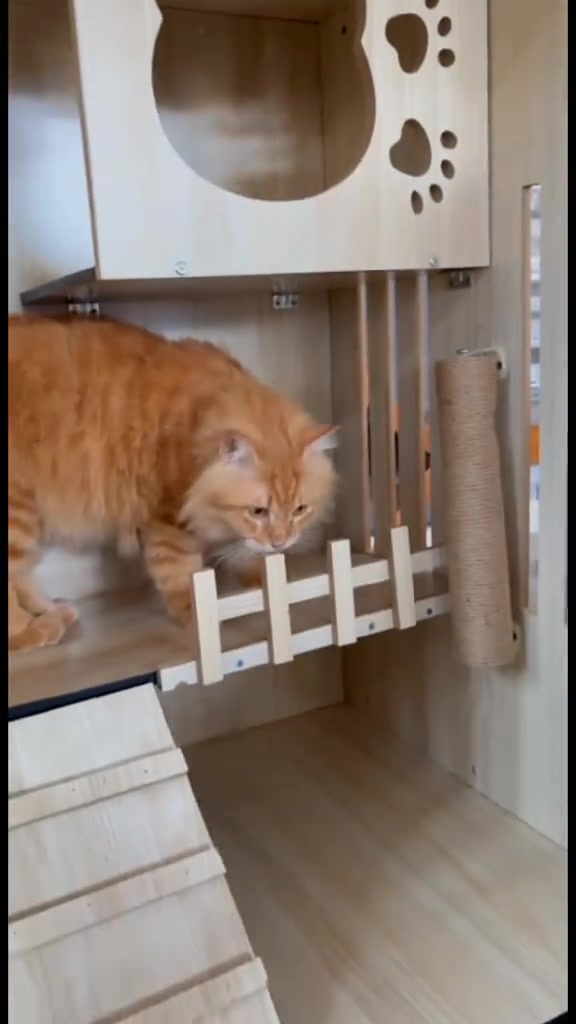 Kucing oren bulu panjang melangkah atas platform sangkar kayu bertingkat dengan tiang sisal di dinding