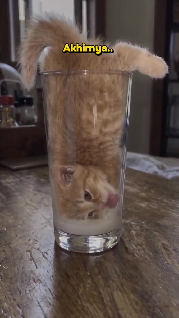 Anak kucing oren terjungkir dalam gelas tinggi sambil menjilat sisa air di dasar gelas